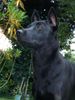 Thai Ridgeback Hund