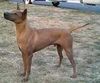 Thai Ridgeback Hund