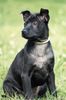 Thai Ridgeback Hund