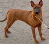 Thai Ridgeback Hund