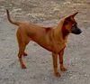 Thai Ridgeback Hund