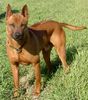 Thai Ridgeback Hund