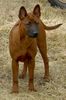 Thai Ridgeback Hund