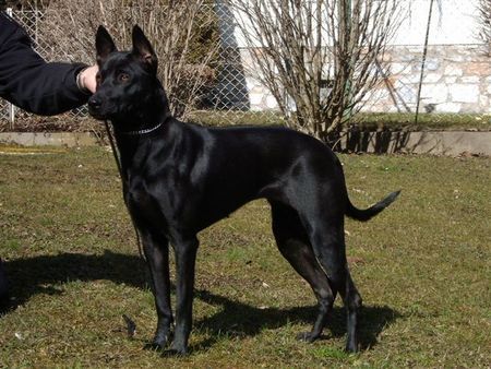 Thai Ridgeback Caroline Thai Bellijess 