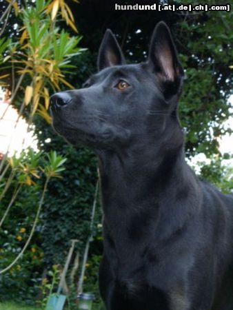 Thai Ridgeback Caroline Thai Bellijess aka 