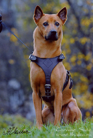 Thai Ridgeback Caramel Thai Bellijess