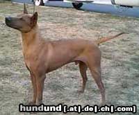 Thai Ridgeback