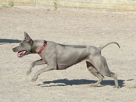 Thai Ridgeback Dogiwogin Aktuelli 