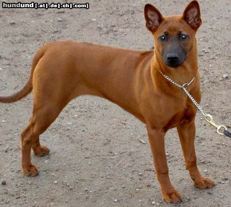 Thai Ridgeback Khanbull´s Ko Yao (5months at picture)