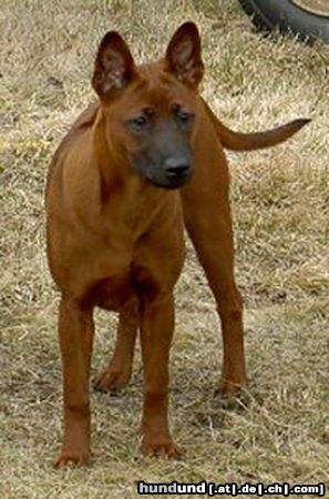 Thai Ridgeback Khanbull´s Ko Yao (5months at picture)