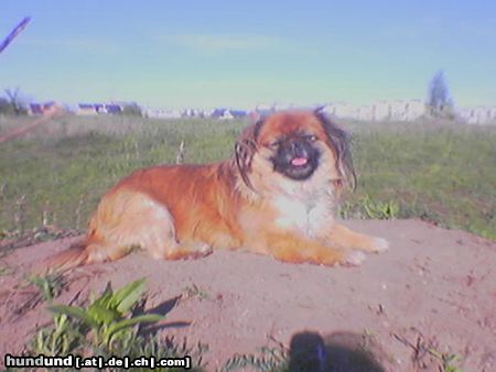 Tibet-Spaniel