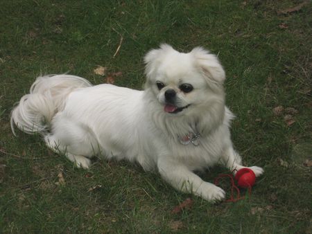 Tibet-Spaniel Shilu aus Freital