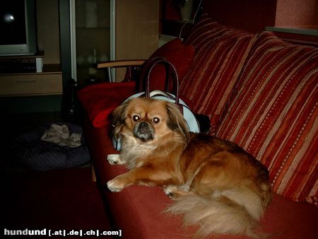 Tibet-Spaniel Unser kleines Finchen