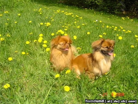 Tibet-Spaniel Tapsi und Bobi