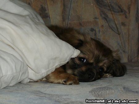 Tibet-Spaniel unsere kleine