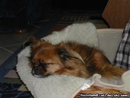 Tibet-Spaniel