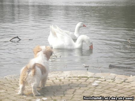 Tibet-Spaniel Gizmo & das Loch Ness Ungeheuer!