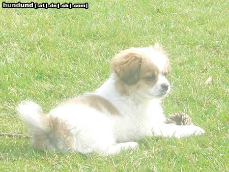 Tibet-Spaniel Gizmo beim Relaxen!