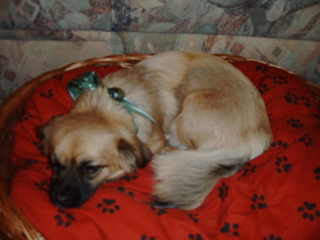 Tibet-Spaniel Sheilla, Weihnachten 2005