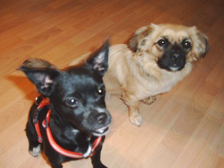 Tibet-Spaniel Sheila und Idefix (Podengo Porqueno), Nov. 2005 