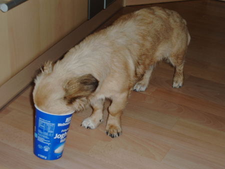 Tibet-Spaniel Sheila das Schleckermaul, circa 7 Monate alt, 22.08.2005 und gerade erst zwei Tage bei mir