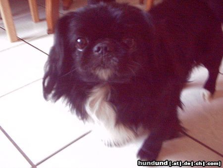 Tibet-Spaniel