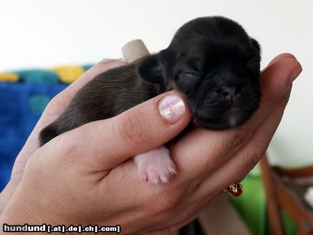 Tibet-Spaniel Unsere Welpen