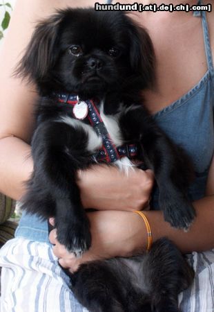 Tibet-Spaniel Unser Charly