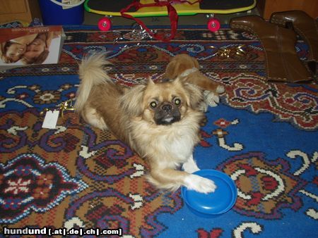 Tibet-Spaniel Unser Snooopy Pekinese oder Tibet Spaniel?