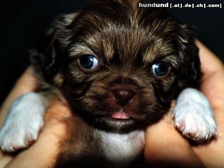 Tibet-Spaniel Unsere Welpen