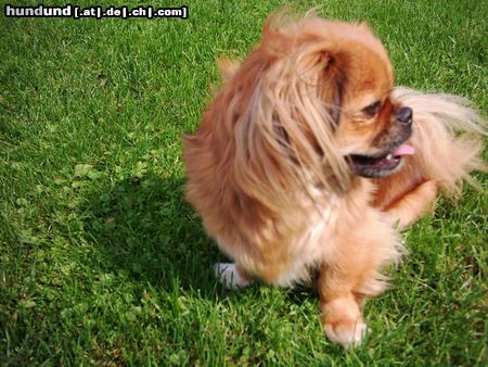 Tibet-Spaniel