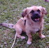 Tibet-Spaniel Hund