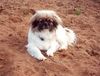 Tibet-Spaniel Hund