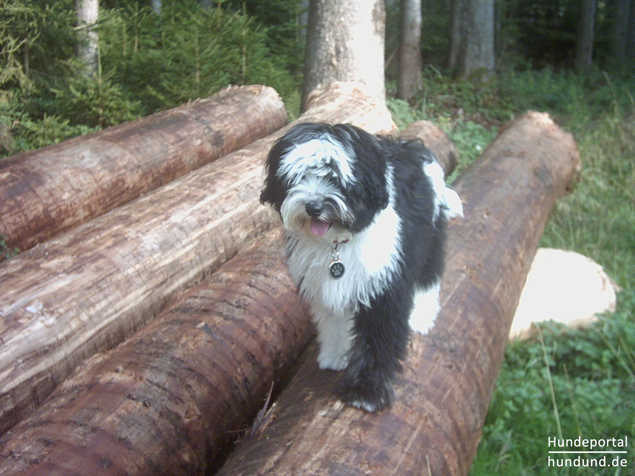 Tibet Terrier Welpen G Wurf Tibet Terrier Of Dog S Wisdom