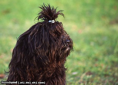 Tibet-Terrier Daisy