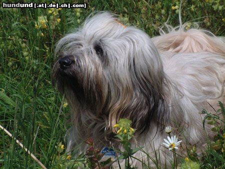 Tibet-Terrier endlich ist mal wieder richtig SOMMER!