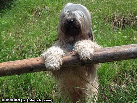 Tibet-Terrier Ich schau doch fast aus wie Boomer!