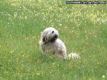 Tibet-Terrier wo laufen sie denn??