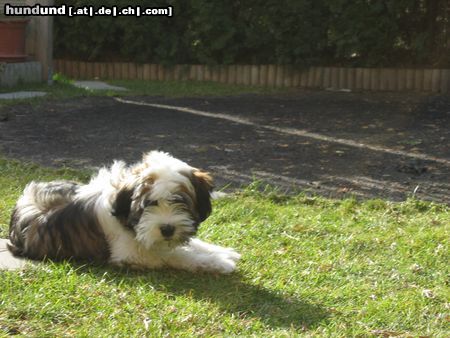 Tibet-Terrier Dzasa Lamleh von Pho Chu