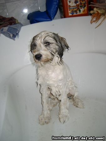 Tibet-Terrier Chin in der Wanne