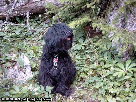 Tibet-Terrier Besucht mich unter www.tibetterrier.mynetcologne.de