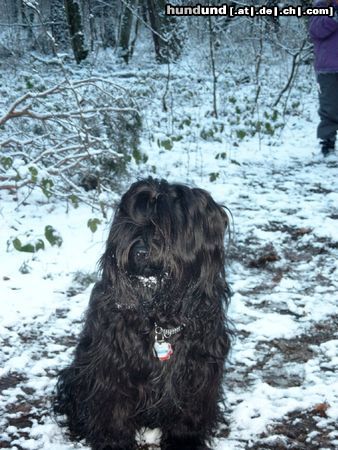 Tibet-Terrier Besucht mich unter www.tibetterrier.mynetcologne.de