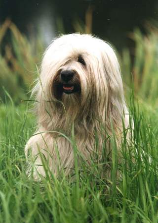 Tibet-Terrier Deckrüde Shobhan Dschampa