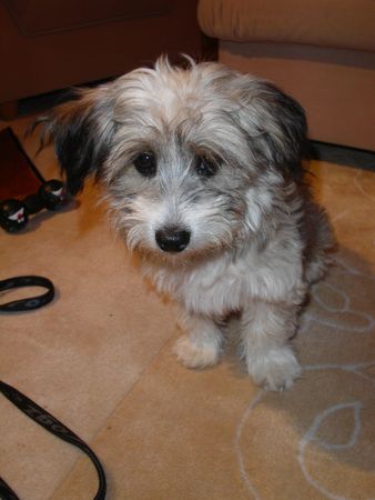 Tibet-Terrier Kann mich nicht mal jemand knuddeln?