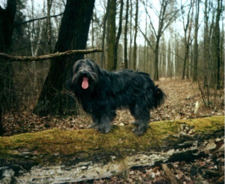 Tibet-Terrier Bonny