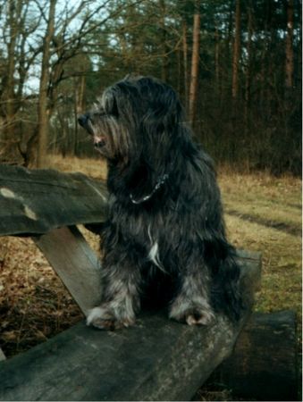 Tibet-Terrier Bonny