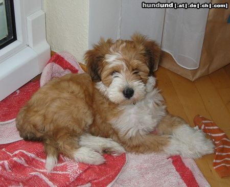 Tibet-Terrier Gini im neuen Zuhause