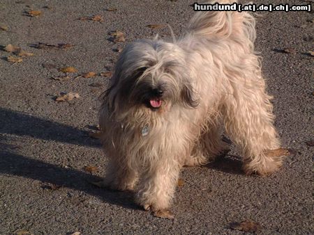 Tibet-Terrier Posing!