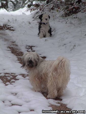 Tibet-Terrier Posing!