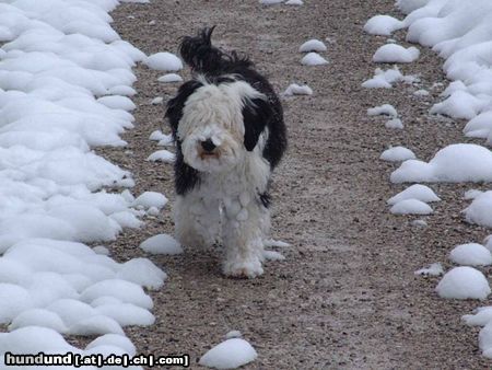 Tibet-Terrier Bon-Tschi nach dem Toben im Schnee